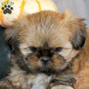 Tasha, Shih Tzu Puppy