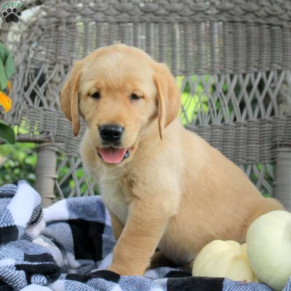 Tate, Golden Labrador Puppy