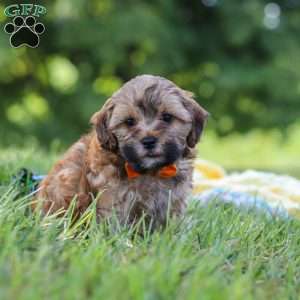Teddy, Yorkie Poo Puppy