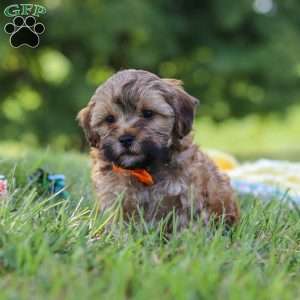 Teddy, Yorkie Poo Puppy