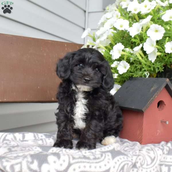 Teddy, Miniature Poodle Puppy