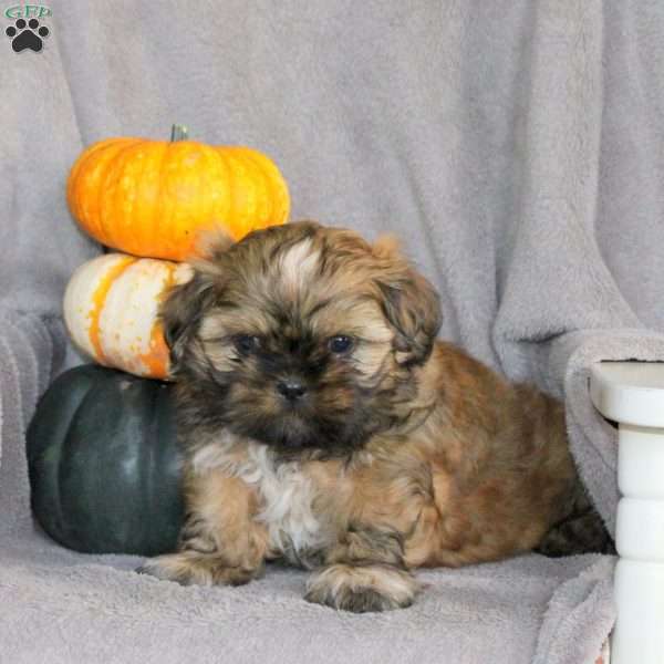 Teddy, Shih Tzu Puppy