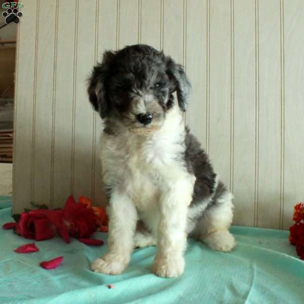 Teddy, Standard Poodle Puppy