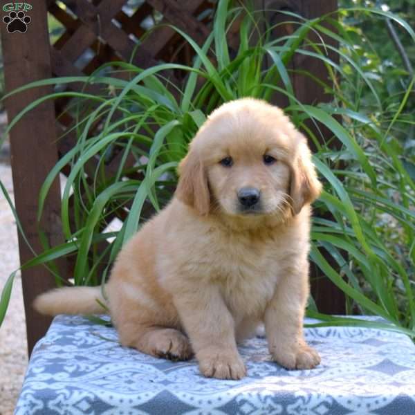 Teddy, Golden Retriever Puppy