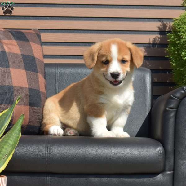 Teddy, Pembroke Welsh Corgi Puppy