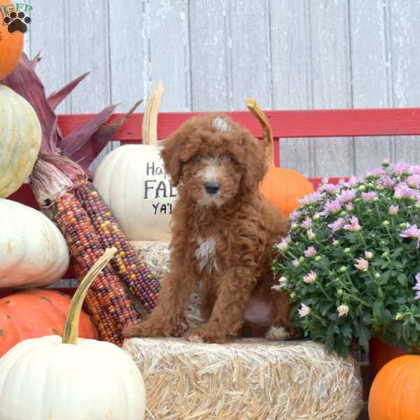 Teddy, Miniature Poodle Puppy