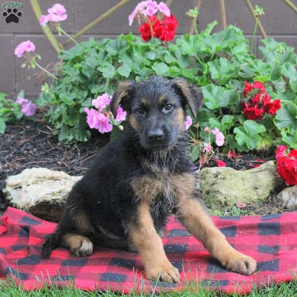 Teddy, German Shepherd Puppy