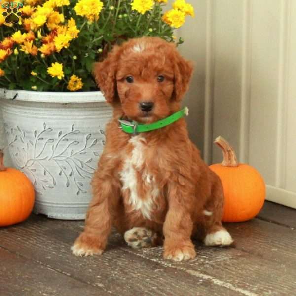 Teddy, Goldendoodle Puppy