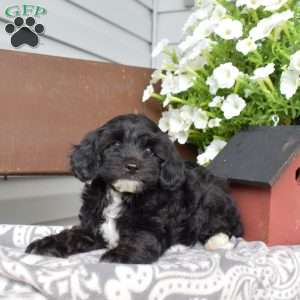 Teddy, Miniature Poodle Puppy