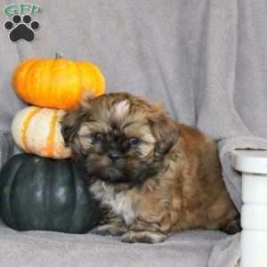 Teddy, Shih Tzu Puppy