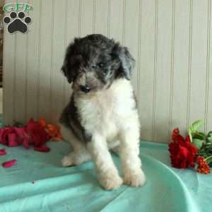 Teddy, Standard Poodle Puppy
