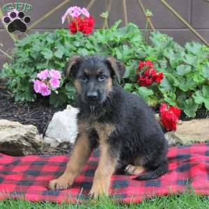 Teddy, German Shepherd Puppy