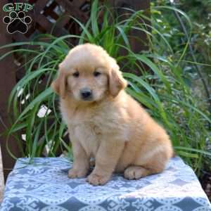 Teddy, Golden Retriever Puppy