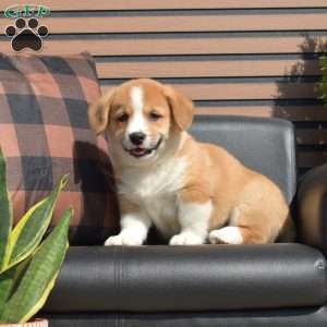 Teddy, Pembroke Welsh Corgi Puppy