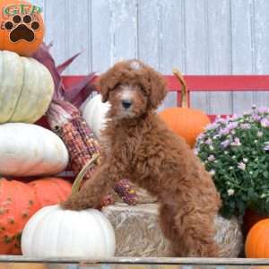 Teddy, Miniature Poodle Puppy
