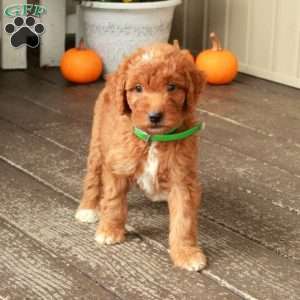 Teddy, Goldendoodle Puppy