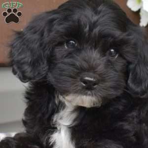 Teddy, Miniature Poodle Puppy