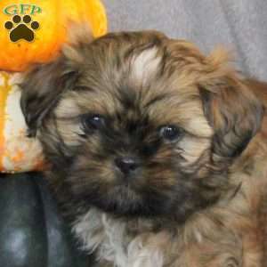 Teddy, Shih Tzu Puppy