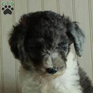 Teddy, Standard Poodle Puppy