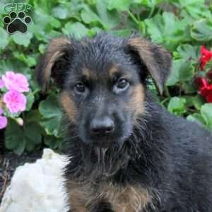 Teddy, German Shepherd Puppy