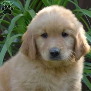 Teddy, Golden Retriever Puppy