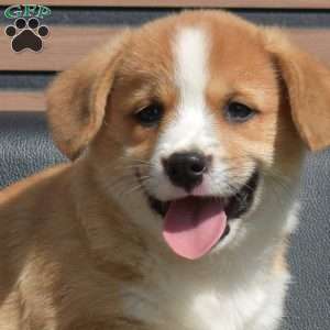 Teddy, Pembroke Welsh Corgi Puppy