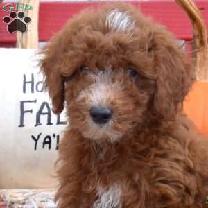 Teddy, Miniature Poodle Puppy