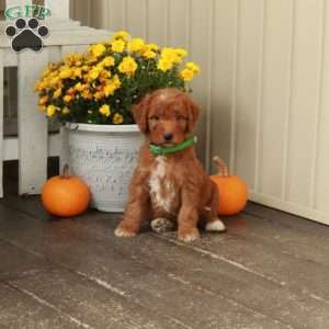 Teddy, Goldendoodle Puppy