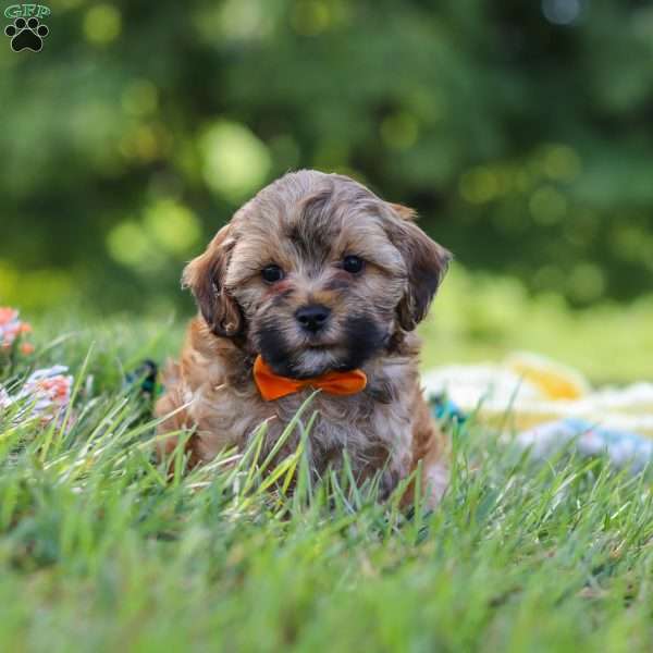 Teddy, Yorkie Poo Puppy