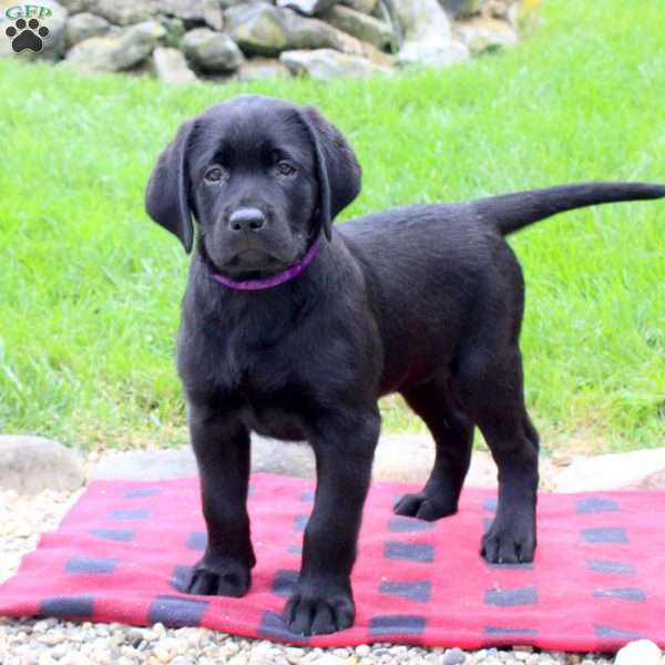 Tenley, Black Labrador Retriever Puppy