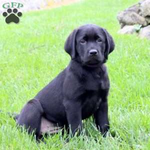 Tenley, Black Labrador Retriever Puppy