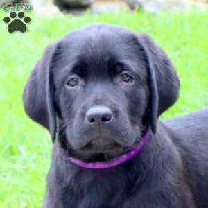 Tenley, Black Labrador Retriever Puppy