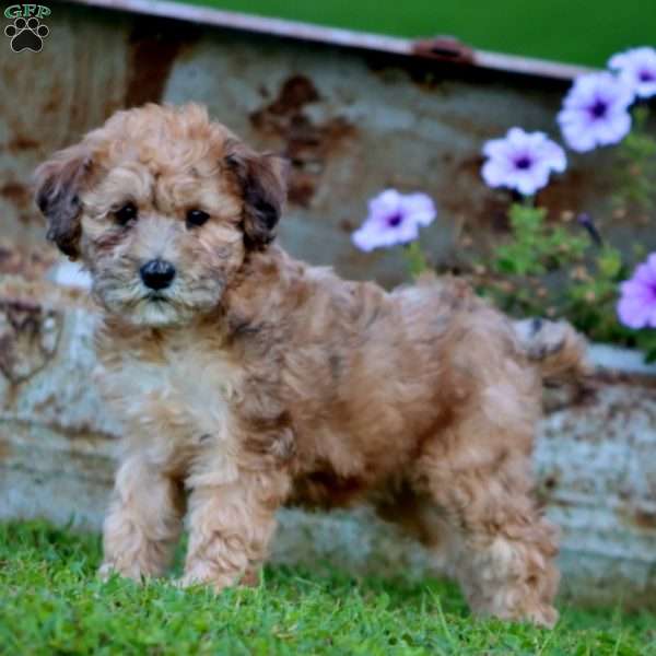 Teresa, Mini Whoodle Puppy