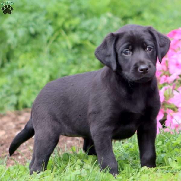Teresa, Black Labrador Retriever Puppy