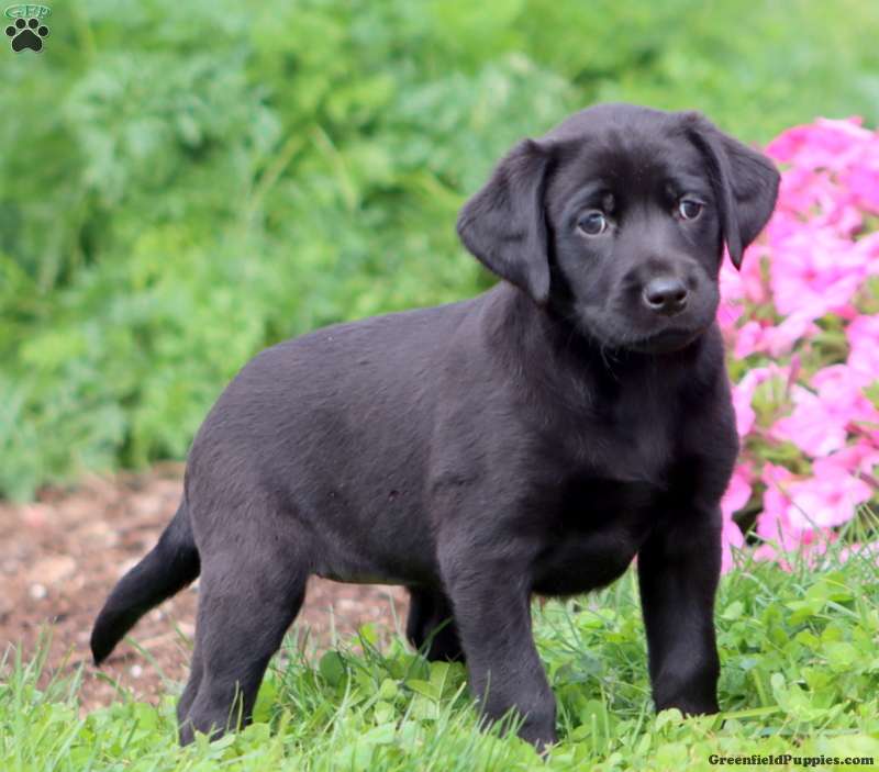 Teresa (Labrador, Female) in Honey Brook, PA