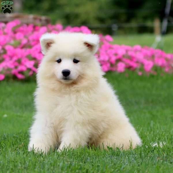 Teresa, Samoyed Puppy