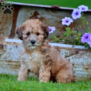 Teresa, Mini Whoodle Puppy