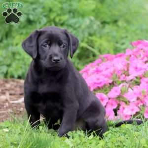Teresa, Black Labrador Retriever Puppy