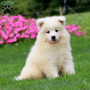 Teresa, Samoyed Puppy
