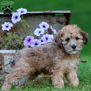 Teresa, Mini Whoodle Puppy