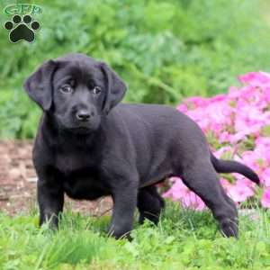 Teresa, Black Labrador Retriever Puppy