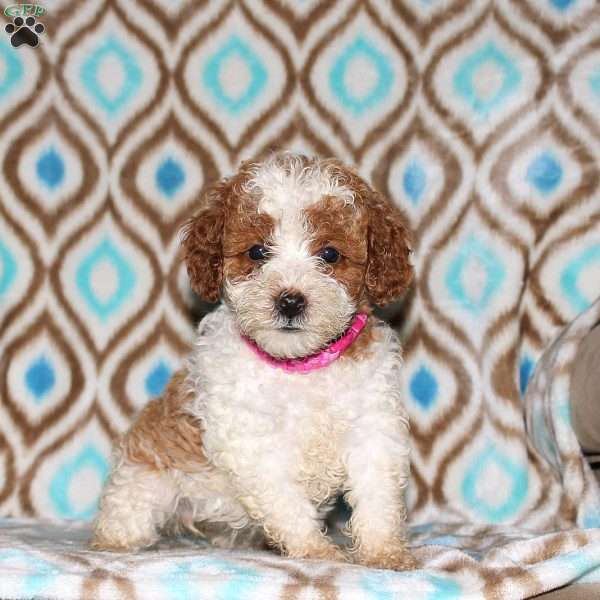 Tessa, Miniature Poodle Puppy