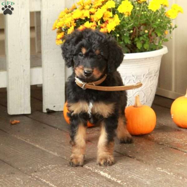 Tessa, Goldendoodle Puppy