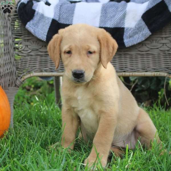 Tessa, Golden Labrador Puppy