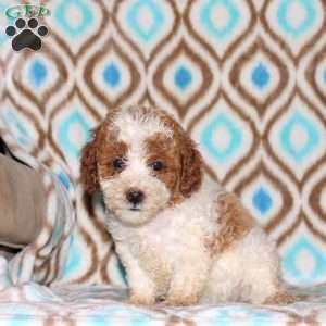 Tessa, Miniature Poodle Puppy