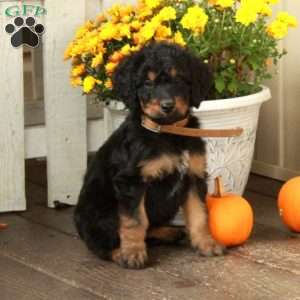 Tessa, Goldendoodle Puppy