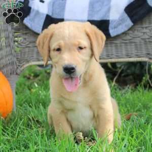 Tessa, Golden Labrador Puppy
