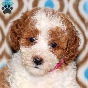 Tessa, Miniature Poodle Puppy