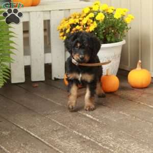 Tessa, Goldendoodle Puppy