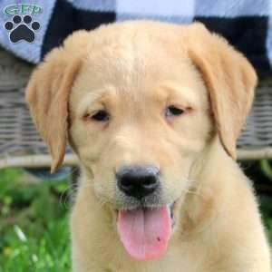 Tessa, Golden Labrador Puppy